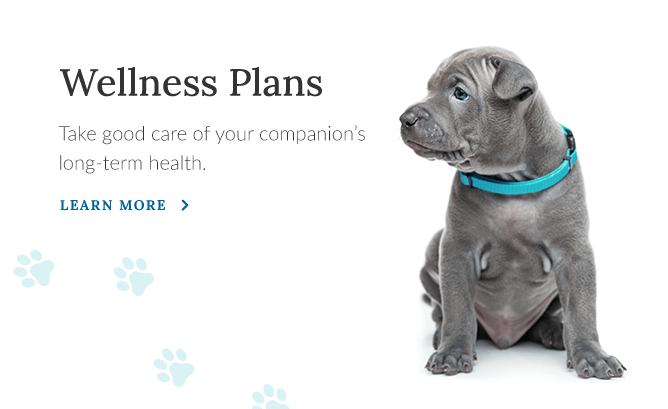 Welcome to Colonial Park Animal Clinic | Harrisburg Vet Clinic Welcome to Colonial Park Animal Clinic | Harrisburg Vet Clinic